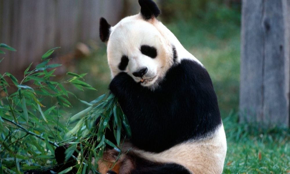 Download Wallpaper Panda Bear HD Animals 12