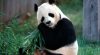 Download Wallpaper Panda Bear HD Animals 5