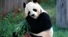 Download Wallpaper Panda Bear HD Animals 8