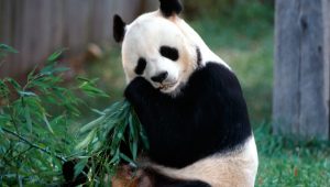 Download Wallpaper Panda Bear HD Animals 2