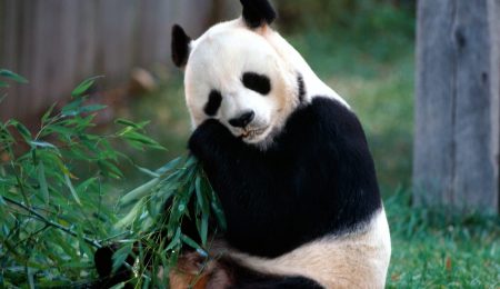 Download Wallpaper Panda Bear HD Animals 1